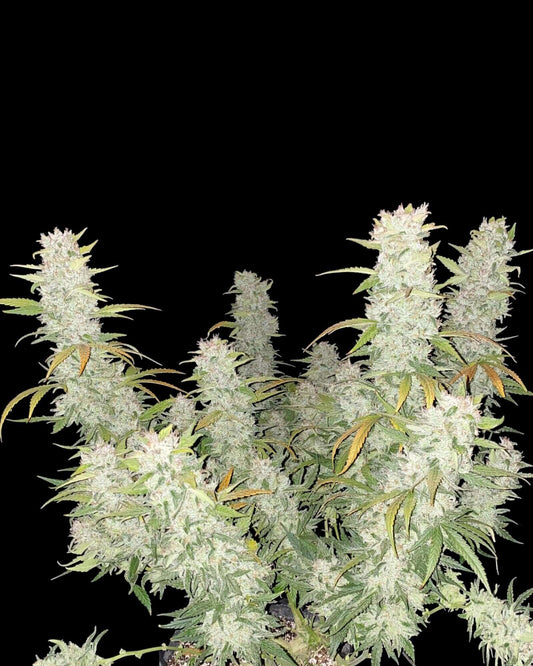 FastBuds Girl Scout Cookies Autoflower Cannabissamen bei Pief-Leaf®