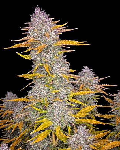 FastBuds Gorilla Cookies Auto feminisierte Autoflower Samen