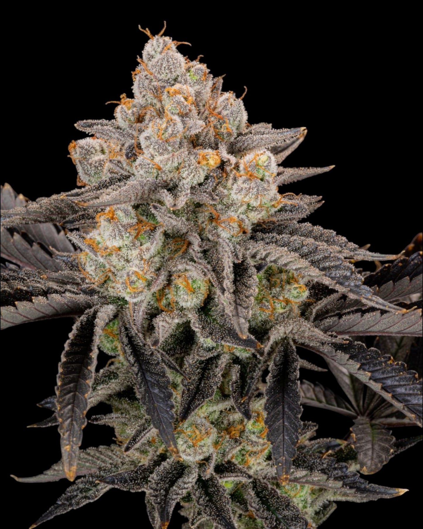 FastBuds Gorilla Cookies FF feminisierte Samen Makro