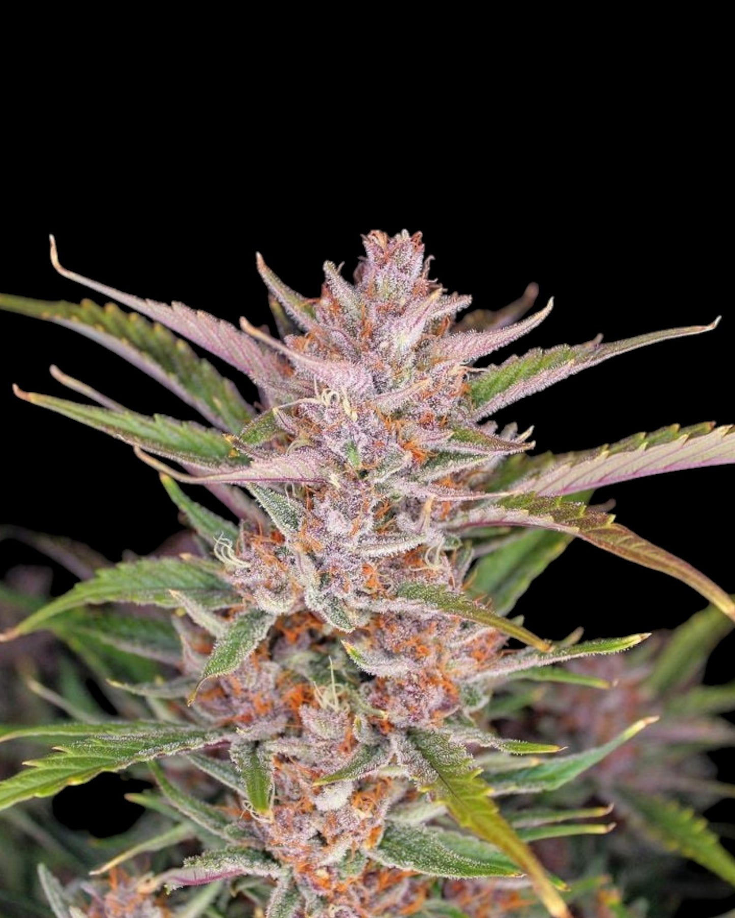 FastBuds Gorilla Punch Auto Cannabissamen Detailaufnahme