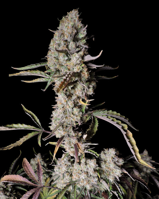 FastBuds Gorilla Zkittlez Auto feminisierte Cannabissamen