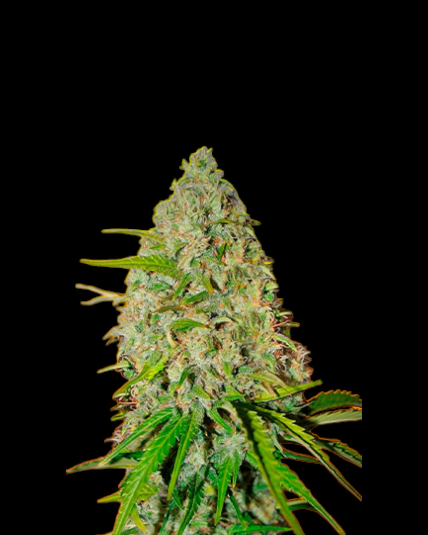 FastBuds Grapefruit Autoflower Samen Nahaufnahme