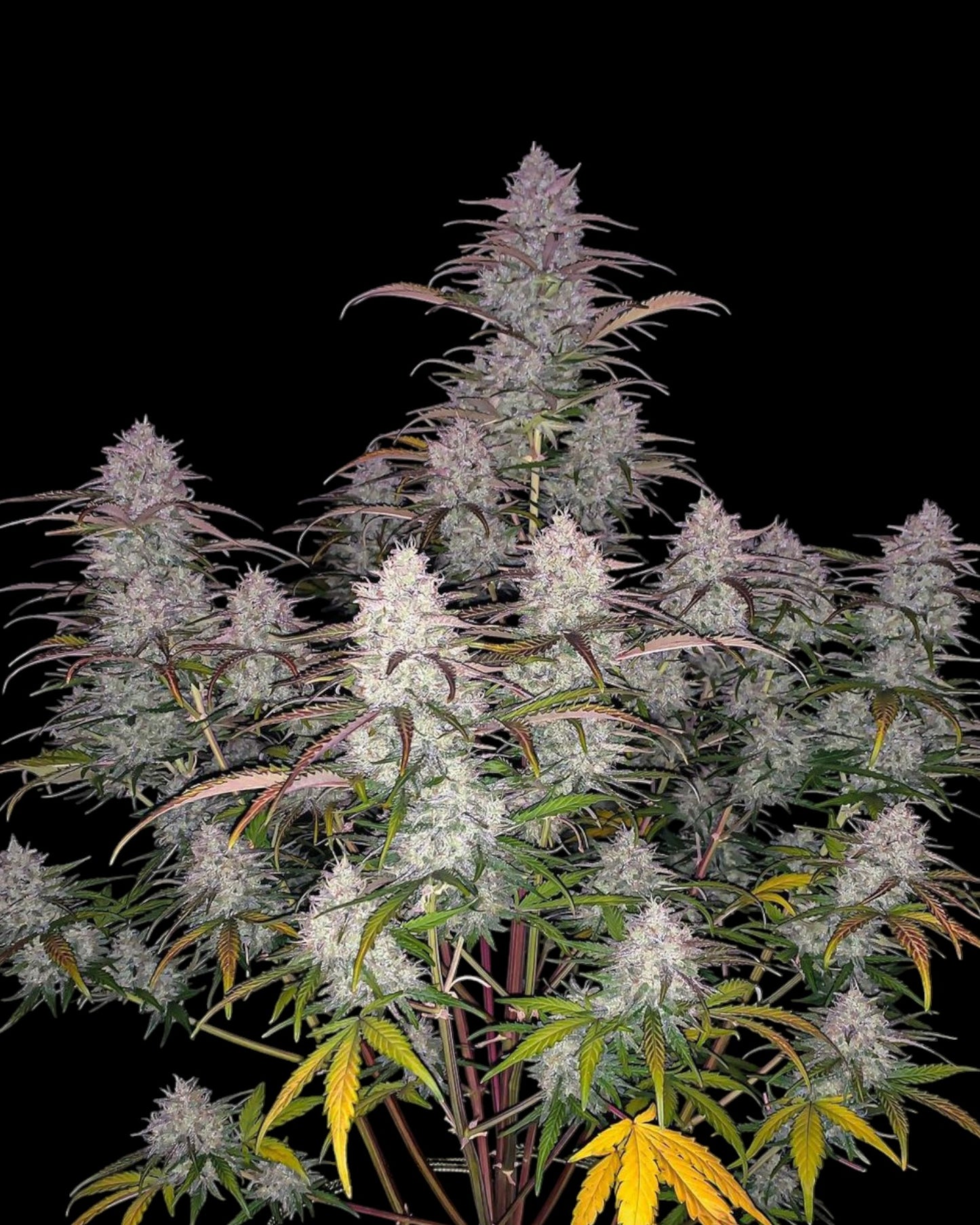 FastBuds Green Crack Auto feminisierte Cannabissamen Nahaufnahme