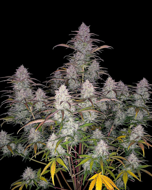 FastBuds Green Crack Auto feminisierte Cannabissamen Nahaufnahme