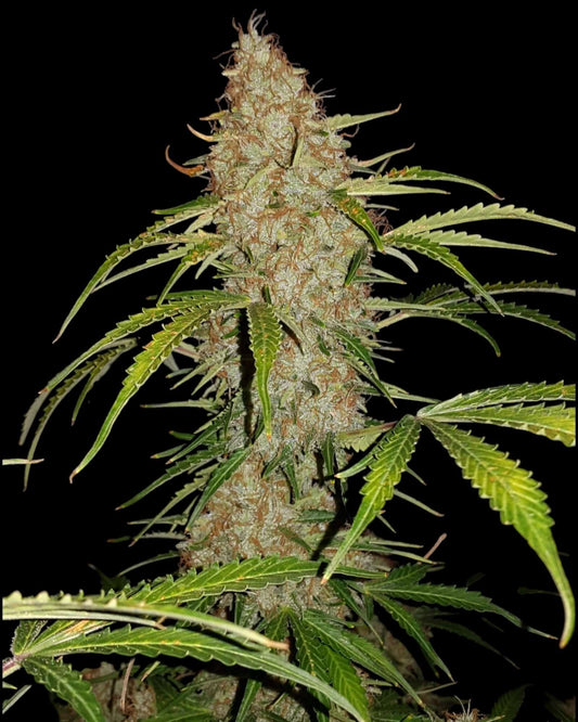 FastBuds Jack Herer Autoflower feminisierte Samen bei Pief-Leaf®