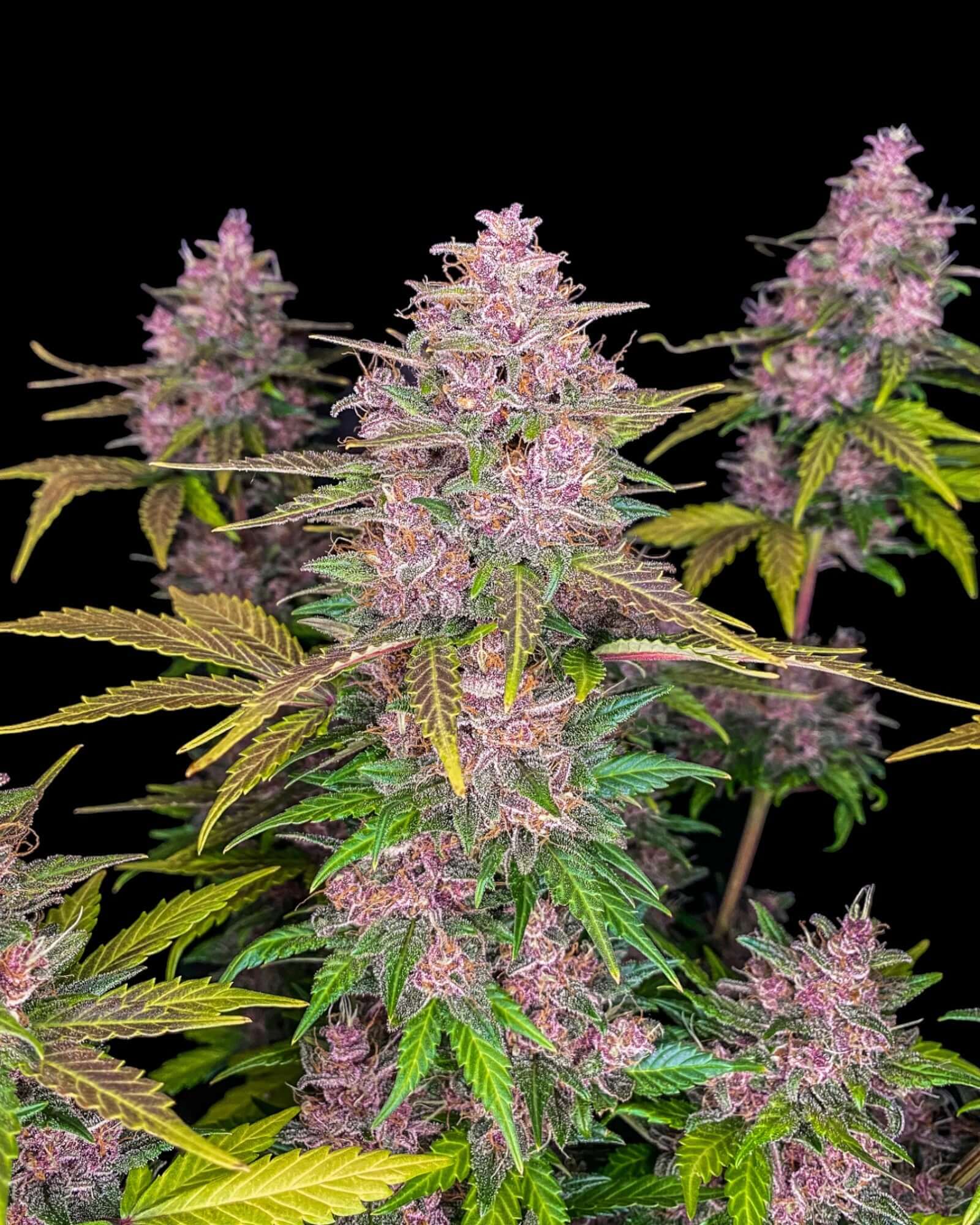 FastBuds LSD-25 Autoflower mit violetten Buds