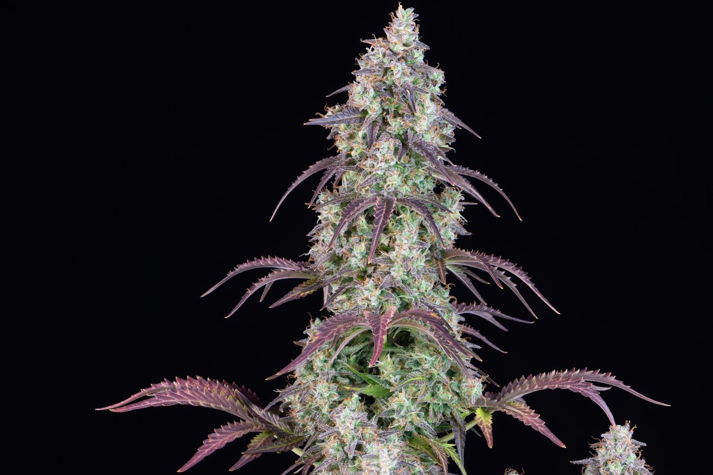 FastBuds Lemon Pie Auto Pflanze in Blüte