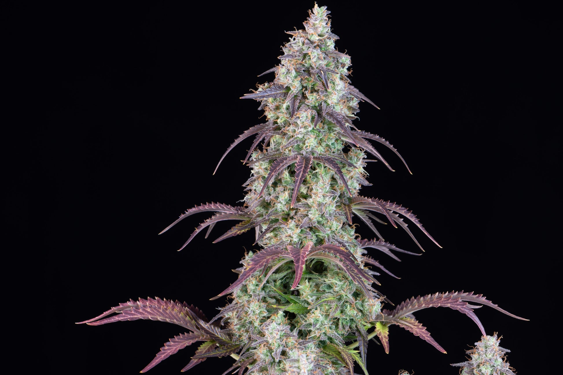 FastBuds Lemon Pie Auto Pflanze in Blüte