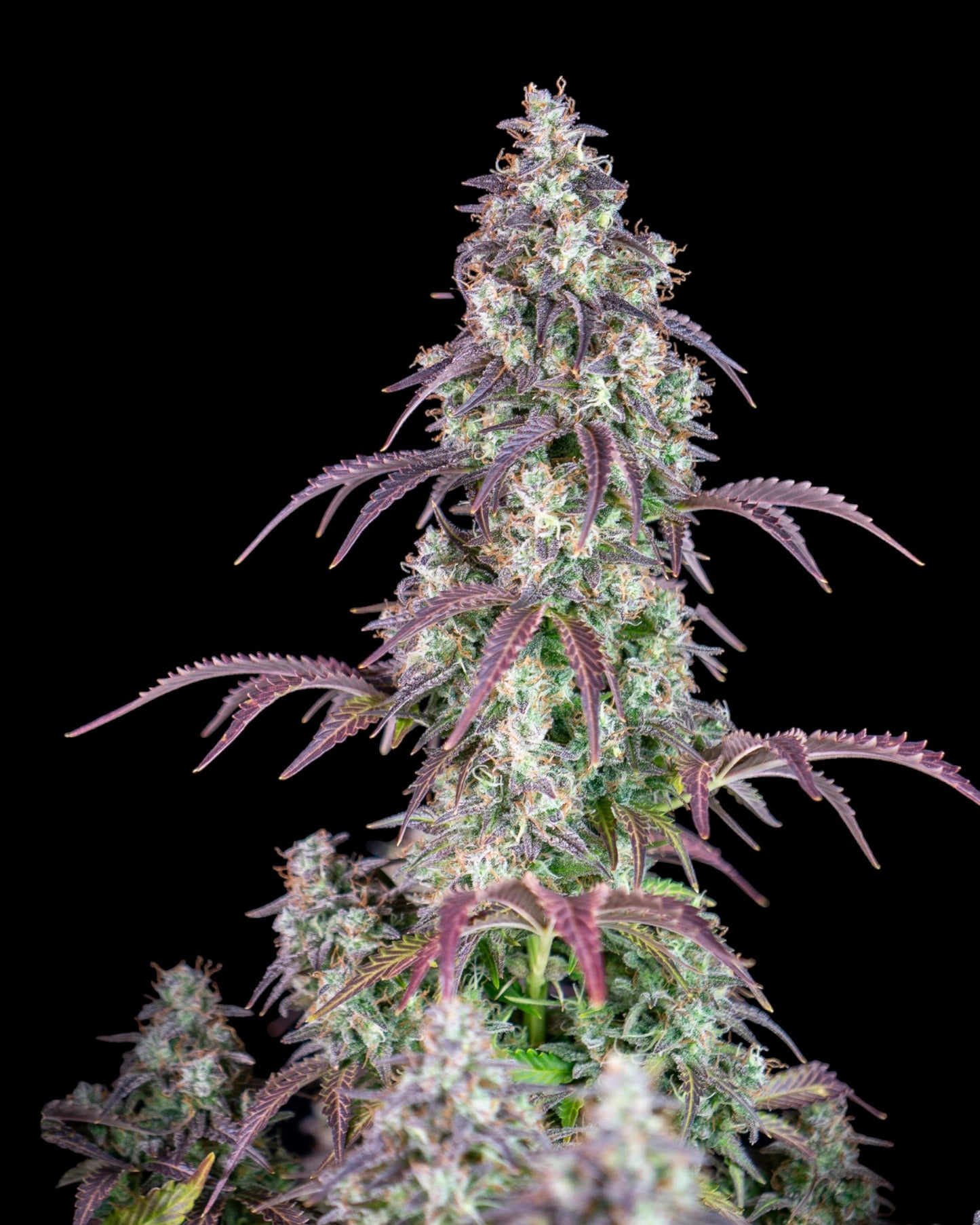 FastBuds Lemon Pie Autoflower Samen Nahaufnahme