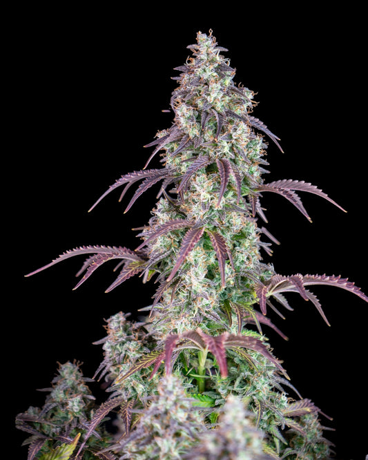 FastBuds Lemon Pie Autoflower Samen Nahaufnahme