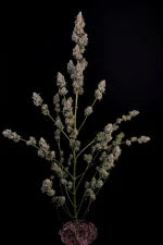 FastBuds Northern Lights Autoflower mit Harzbesatz