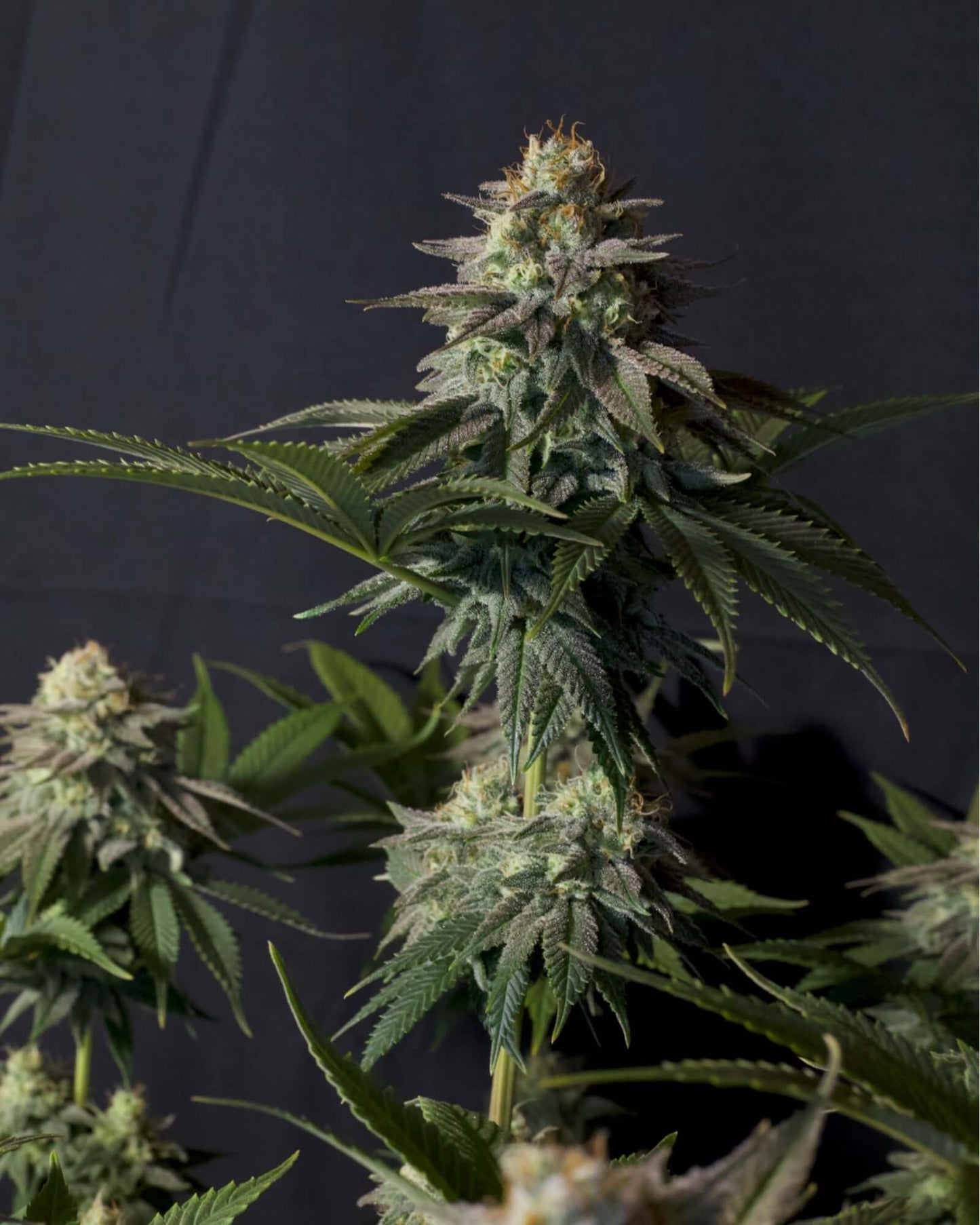 FastBuds Orange Sherbet FF Samen Nahaufnahme