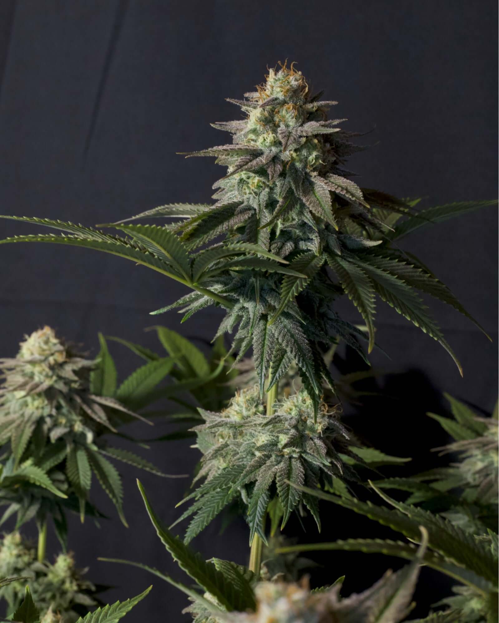 FastBuds Orange Sherbet FF Samen Nahaufnahme