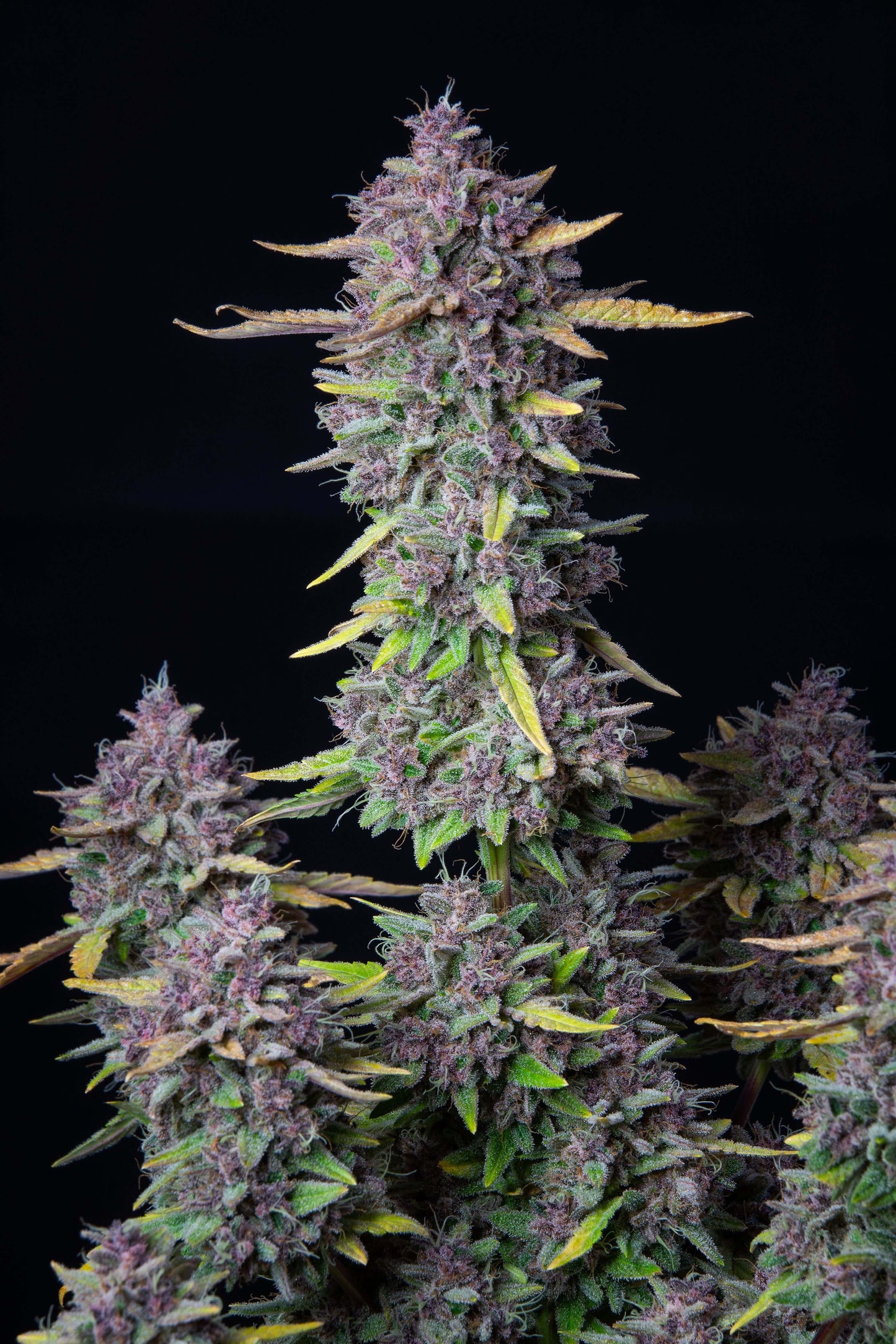 FastBuds Purple Punch Autoflower Samen Nahaufnahme