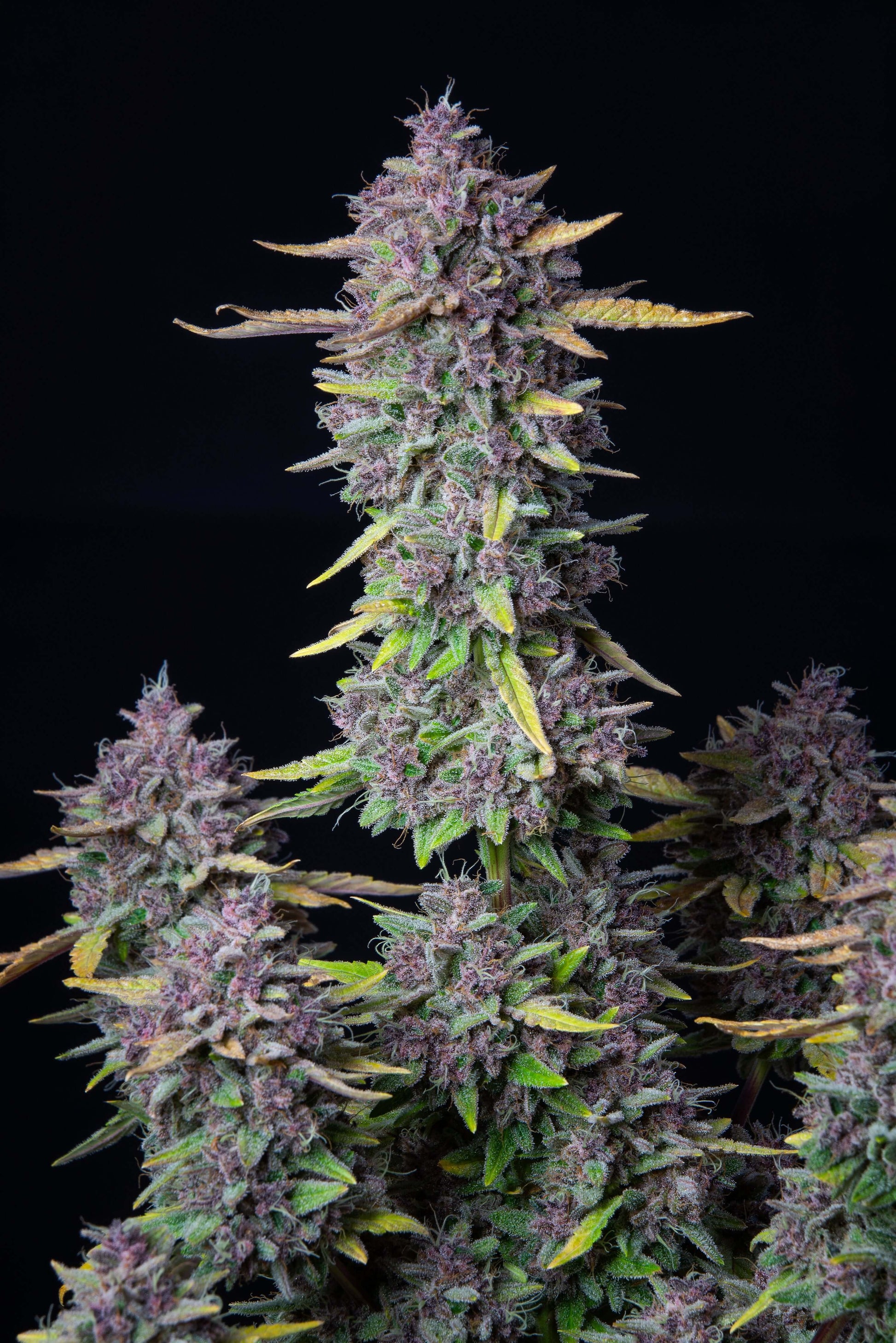 FastBuds Purple Punch Autoflower Samen Nahaufnahme