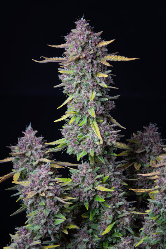 FastBuds Purple Punch Autoflower Samen Nahaufnahme