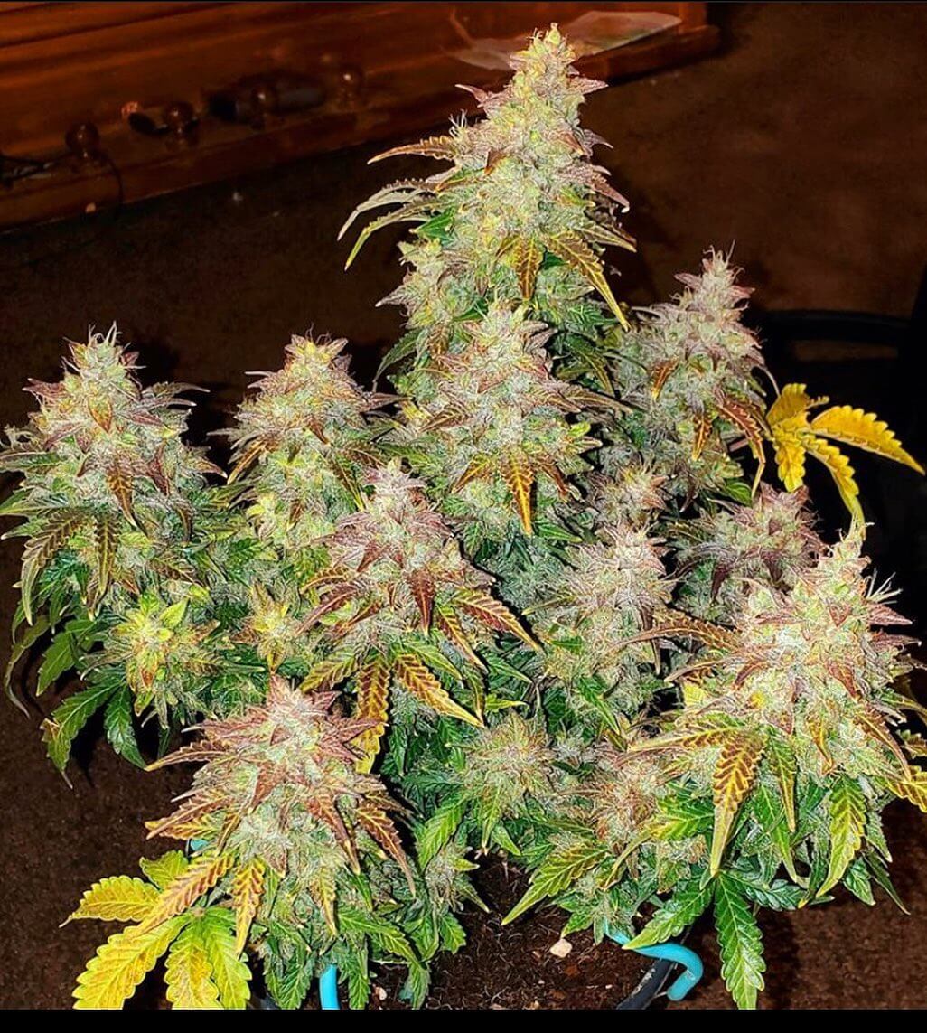 FastBuds Skunk Auto mit klassischem Oldschool-Aroma