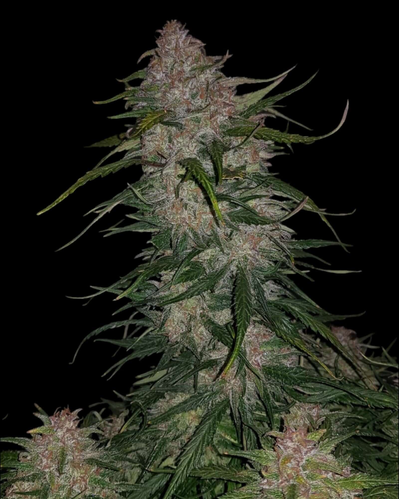 FastBuds Smoothie Autoflower feminisierte Samen bei Pief-Leaf®