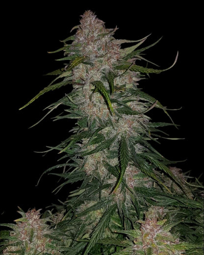 FastBuds Smoothie Autoflower feminisierte Samen bei Pief-Leaf®