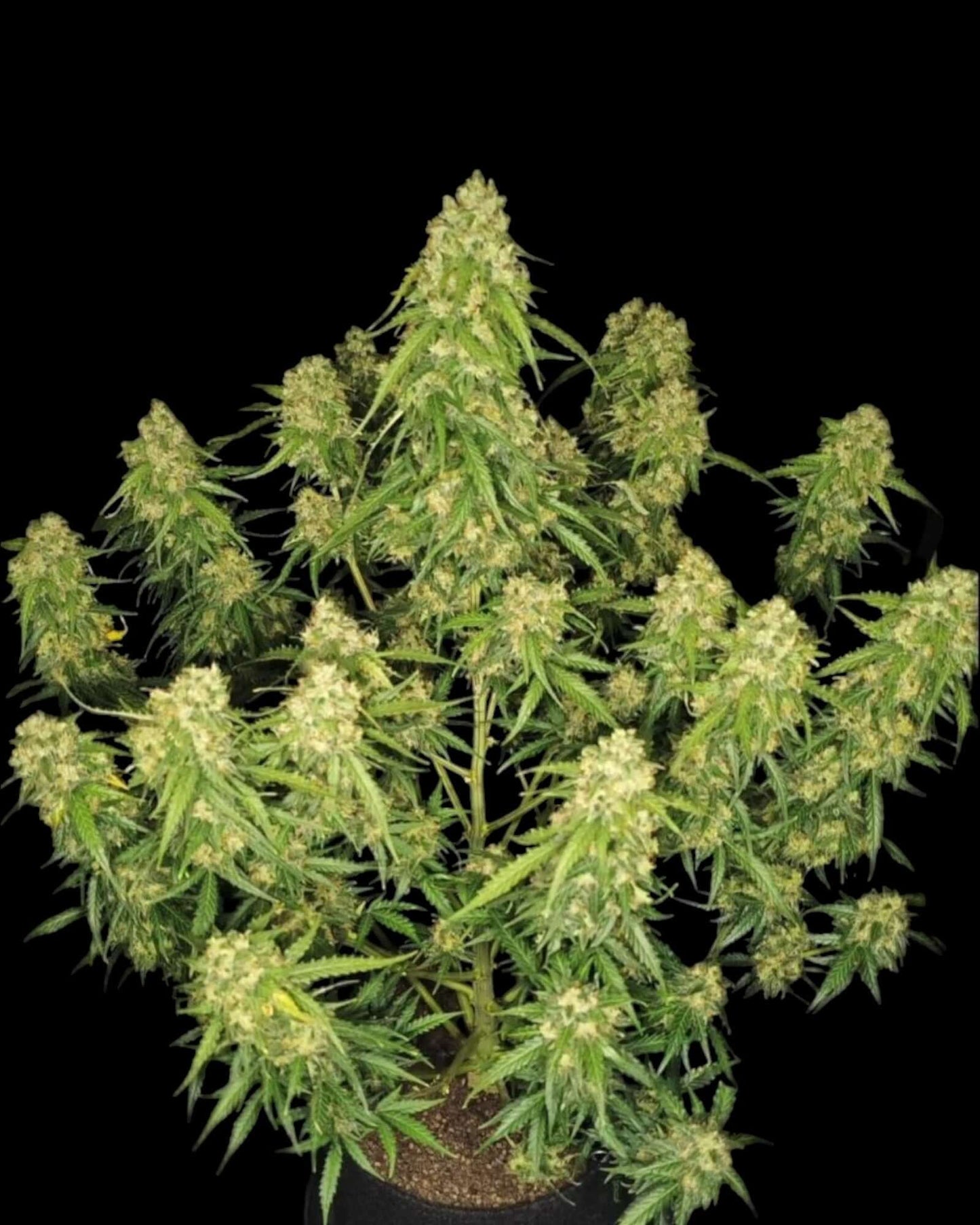 FastBuds Sour Jealousy Autoflower feminisierte Samen bei Pief-Leaf®