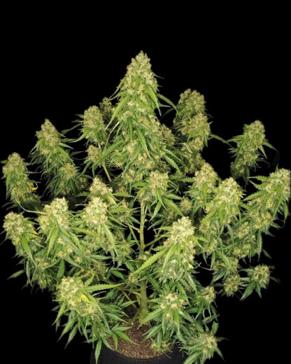 FastBuds Sour Jealousy Autoflower feminisierte Samen bei Pief-Leaf®