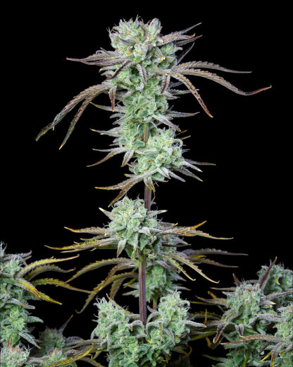 FastBuds Strawberry Banana Autoflower Cannabissamen bei Pief-Leaf®