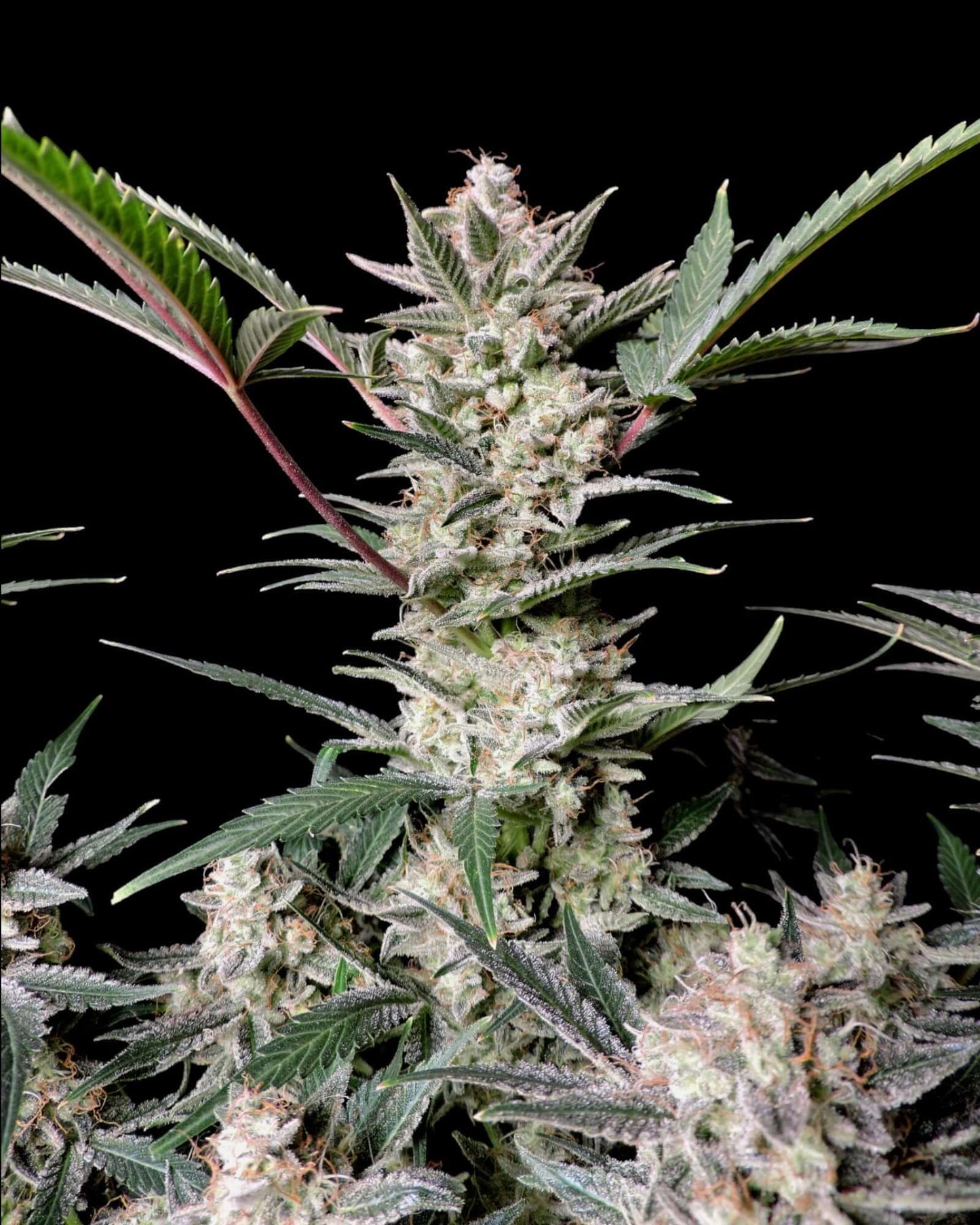FastBuds Strawberry Gorilla Autoflower mit dichten Buds