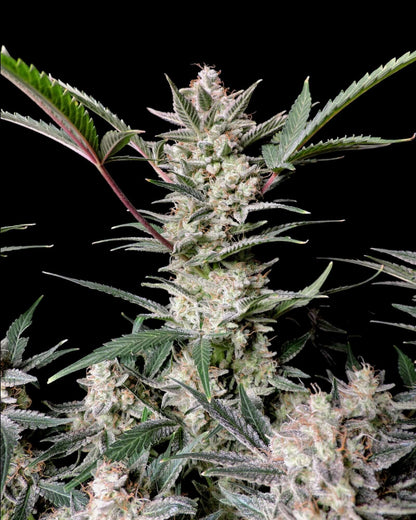 FastBuds Strawberry Gorilla Autoflower mit dichten Buds