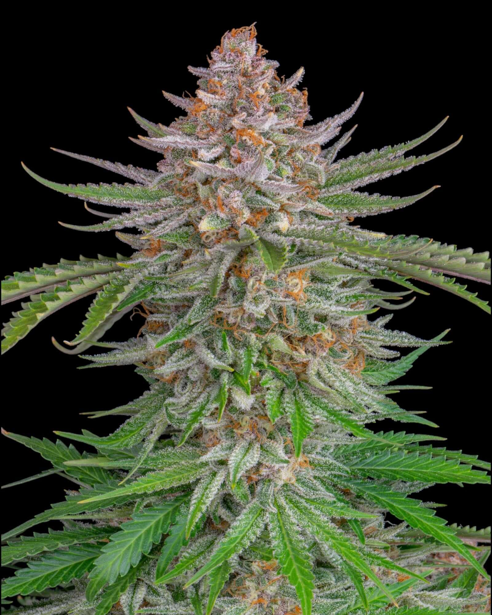 FastBuds Strawberry Pie Autoflower feminisierte Samen bei Pief-Leaf®