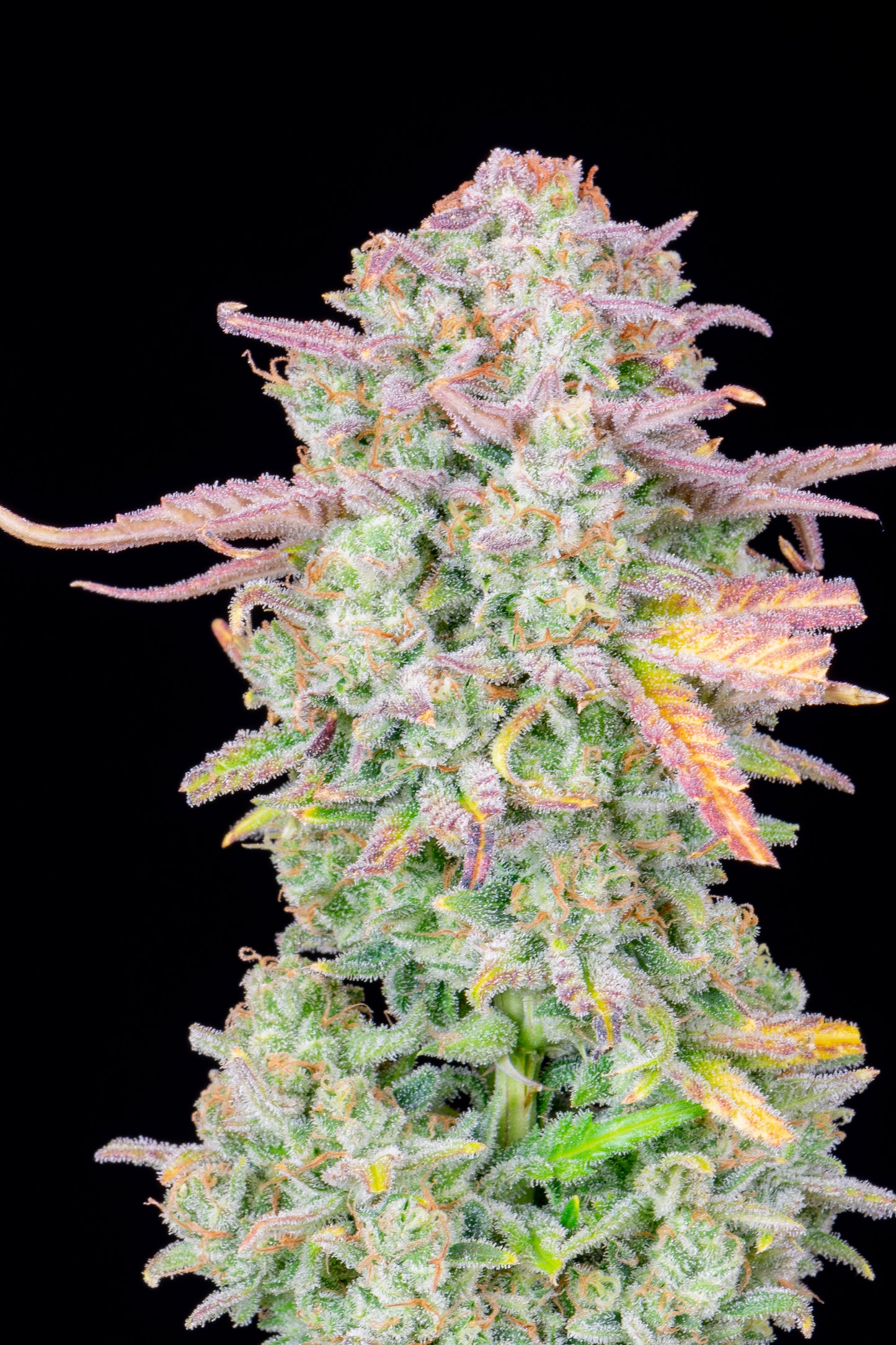FastBuds Trainwreck Auto mit Zitronen-Kiefer-Aroma