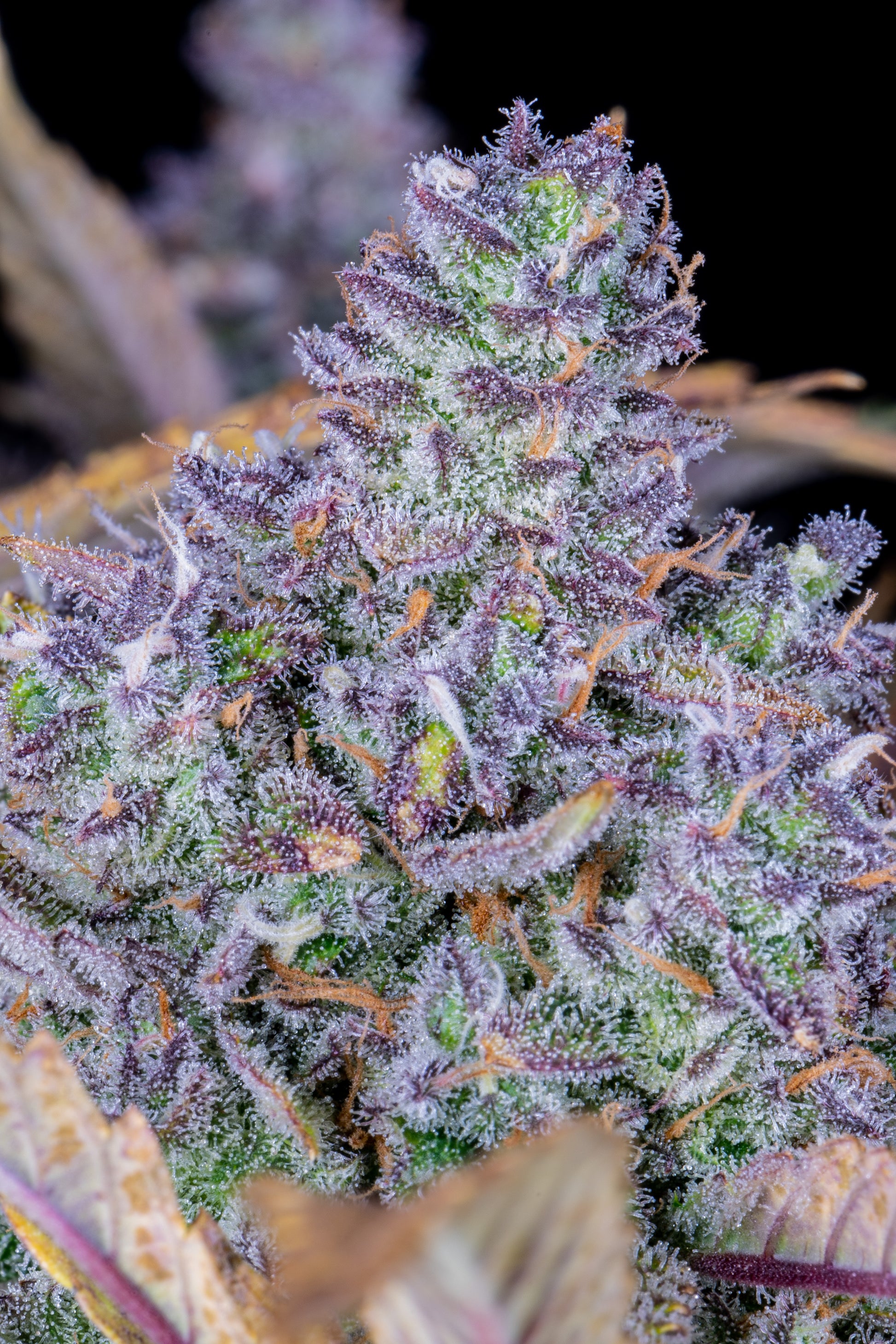 FastBuds Tropicana Cookies Autoflower Samen