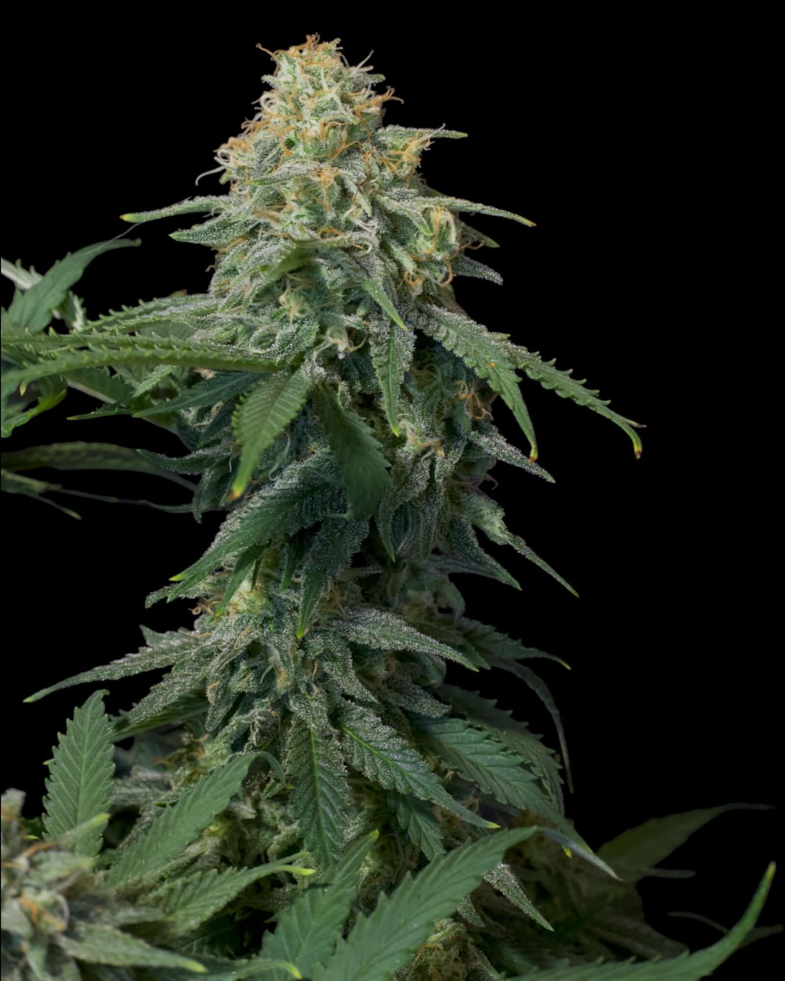 FastBuds Wedding Cheesecake FF Samen Nahaufnahme