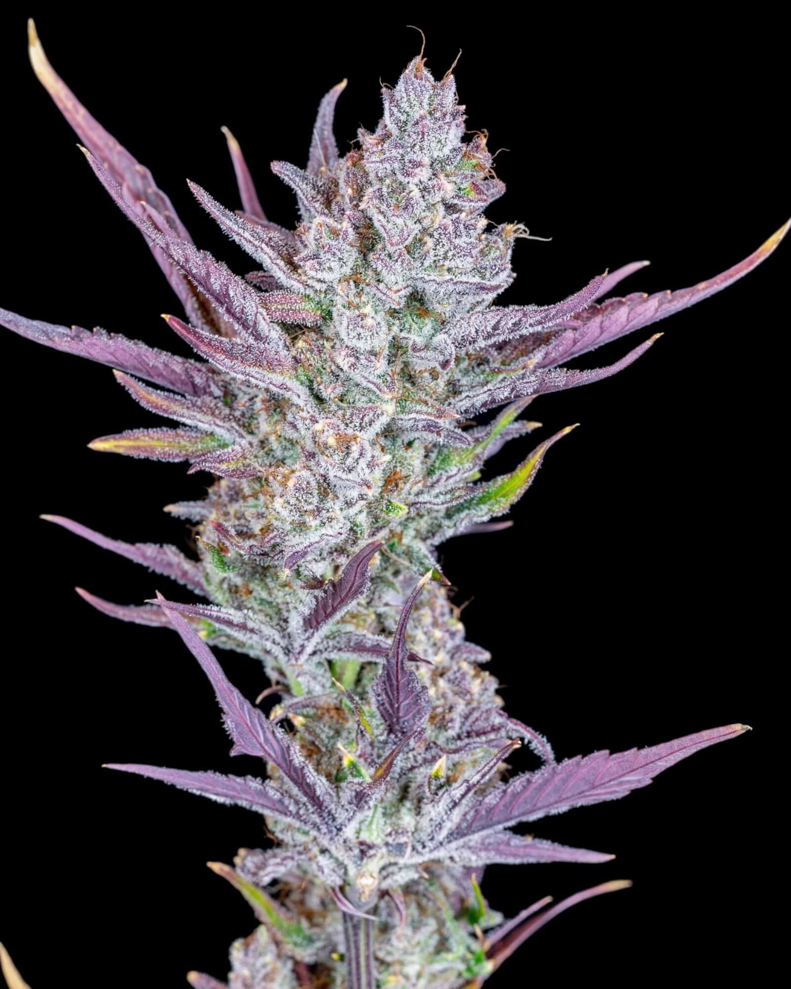 FastBuds Wedding Glue Autoflower mit hellgrünen Buds