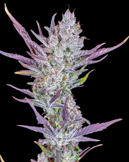 FastBuds Wedding Glue Autoflower mit hellgrünen Buds
