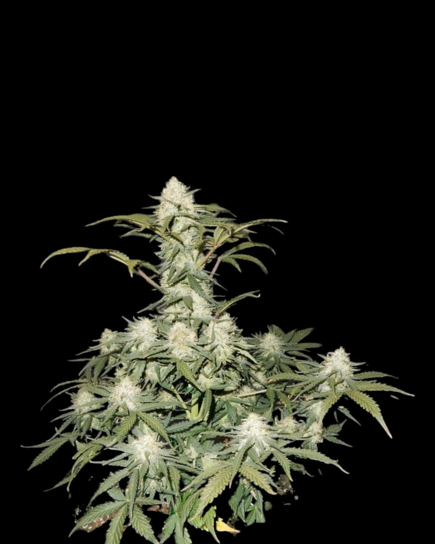 FastBuds West Coast OG Autoflower Samen Nahaufnahme