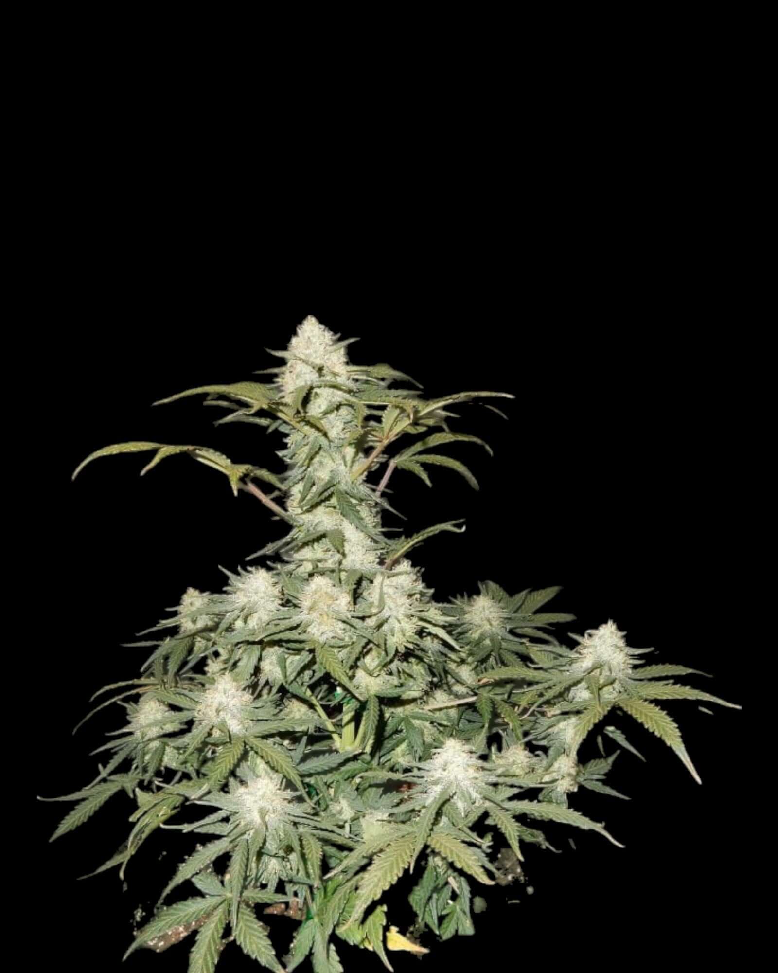 FastBuds West Coast OG Autoflower Samen Nahaufnahme