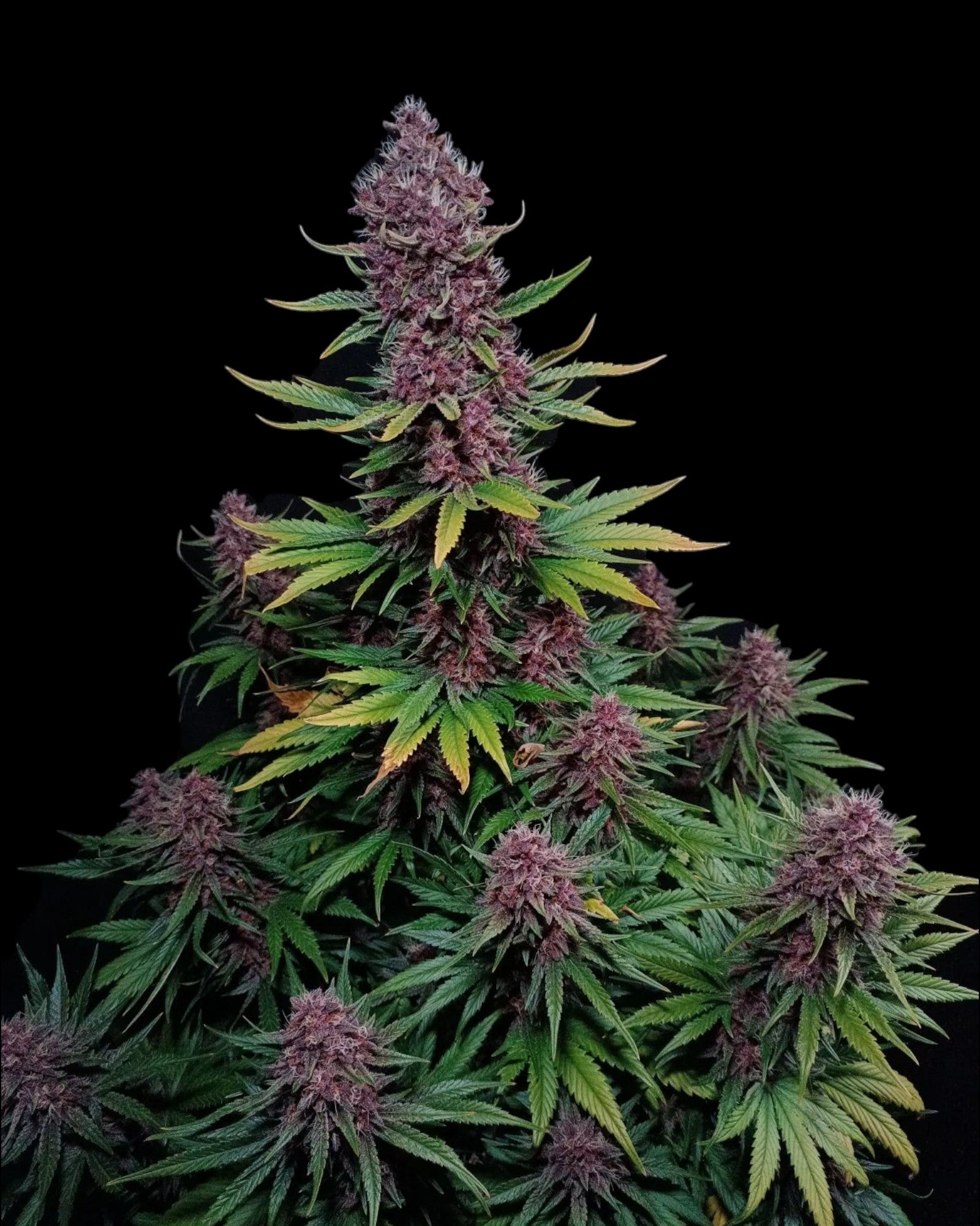 FastBuds Ztrawberriez Auto Pflanze in Blüte