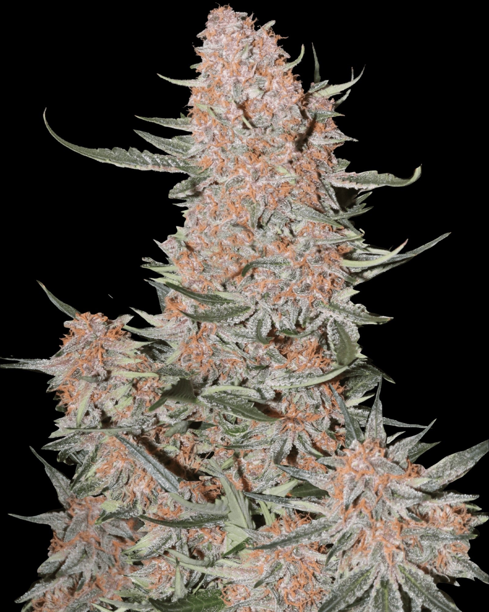 FastBuds Ztrawberriez Autoflower Buds mit Harzüberzug