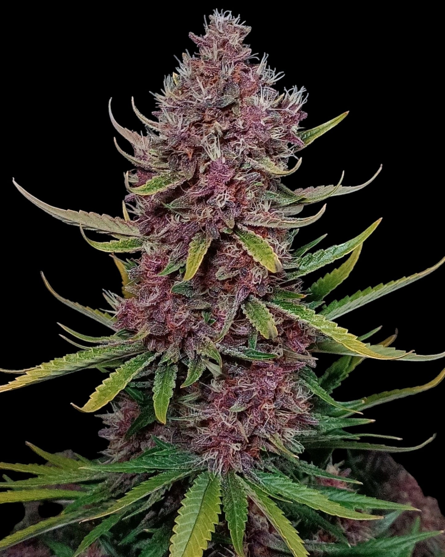 FastBuds Ztrawberriez Autoflower Samen Nahaufnahme