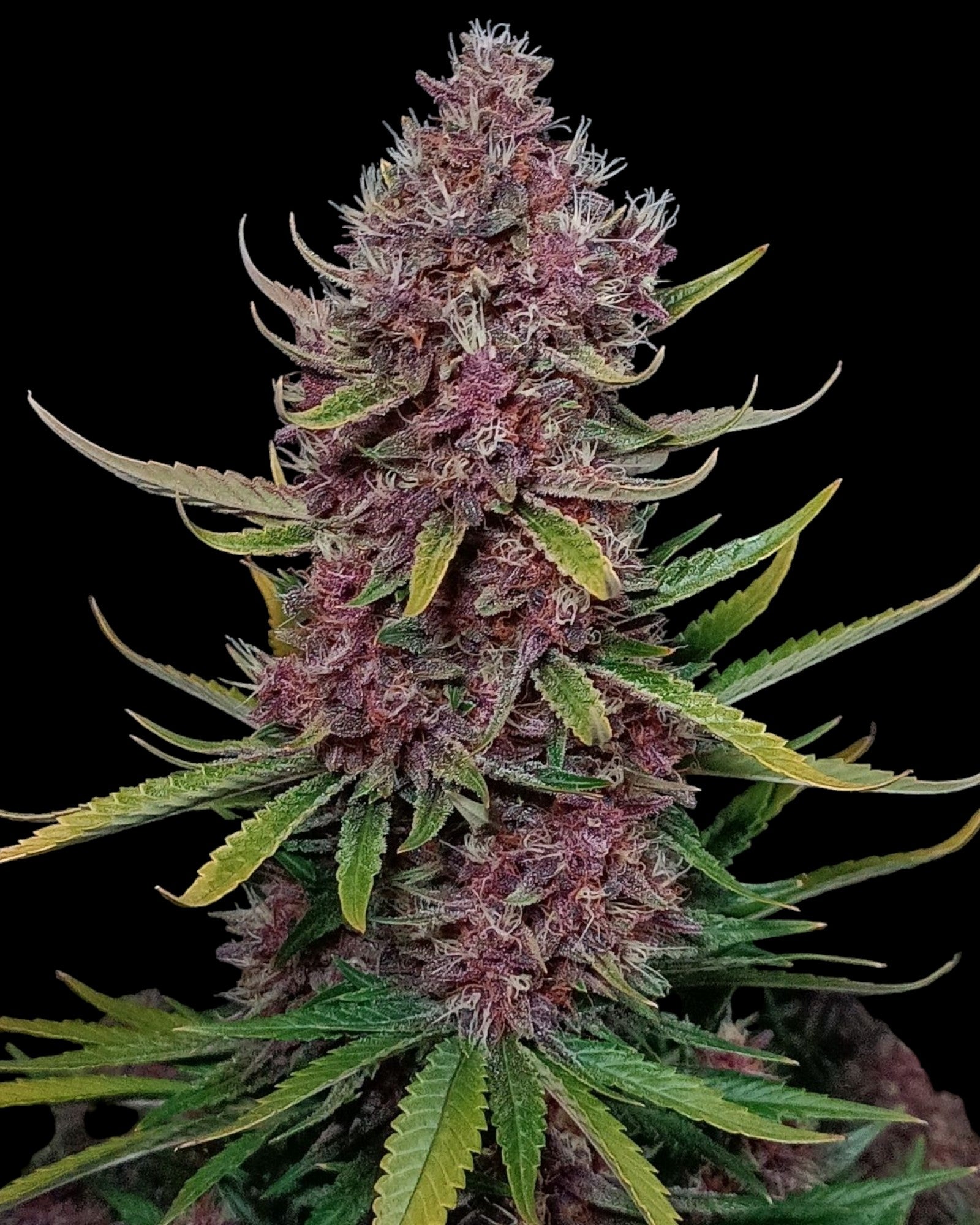 FastBuds Ztrawberriez Autoflower Samen Nahaufnahme