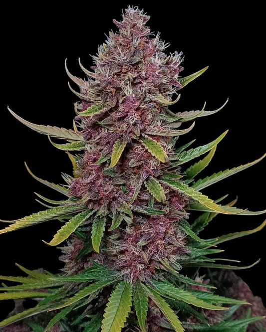 FastBuds Ztrawberriez Autoflower Samen Nahaufnahme