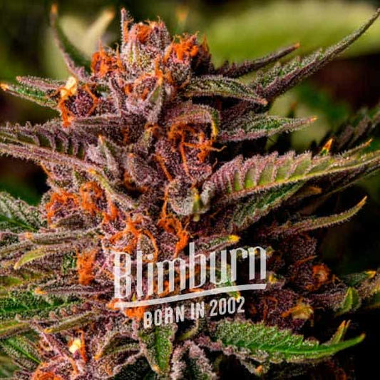 Forbidden Fruit feminisierte Samen von Blimburn Seeds