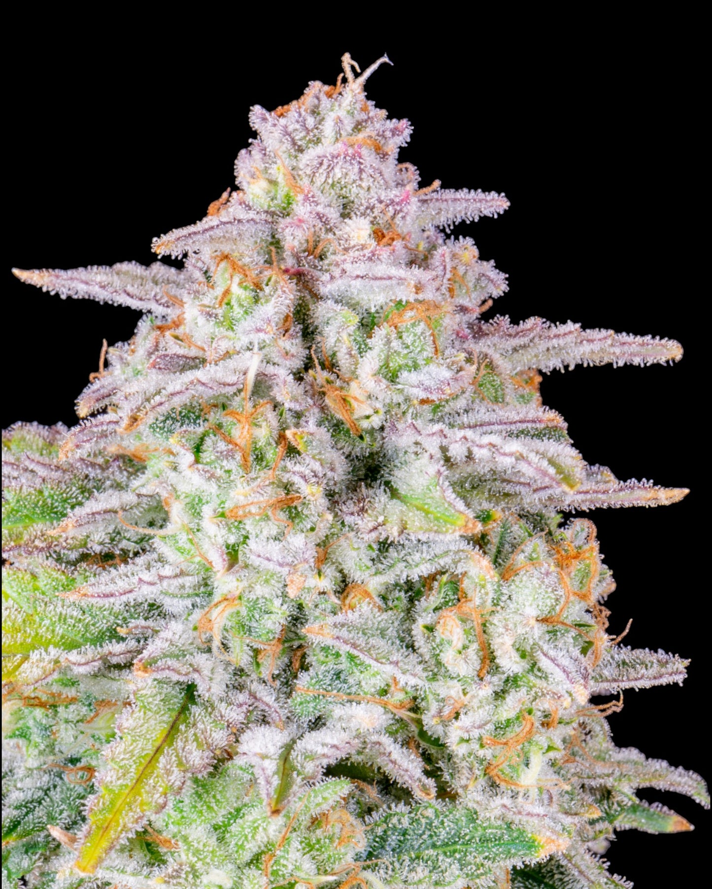 Forbidden Runtz Auto Pflanze in Blüte