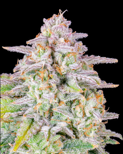 Forbidden Runtz Auto Pflanze in Blüte