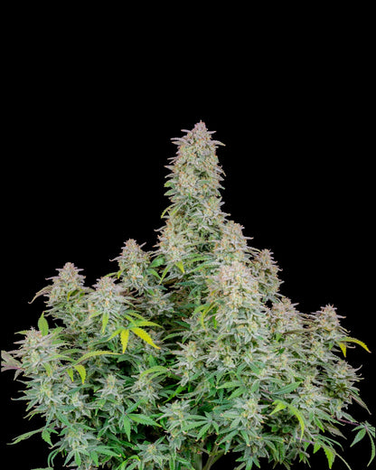 Forbidden Runtz Autoflower Buds Nahaufnahme