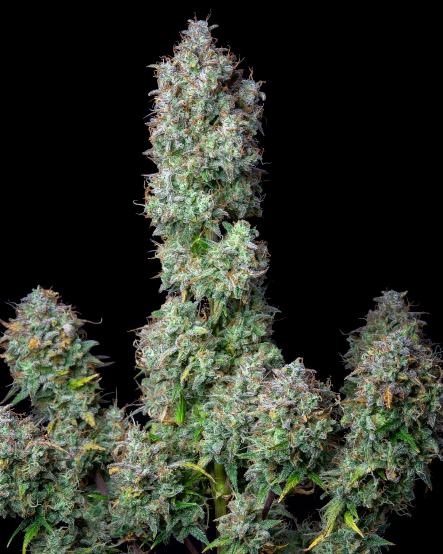 Forbidden Runtz Autoflower Samen von FastBuds