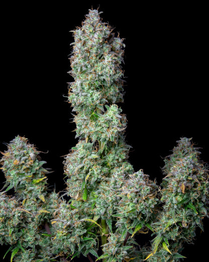 Forbidden Runtz Autoflower Samen von FastBuds