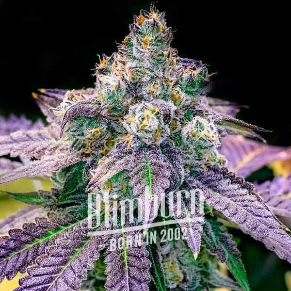 Fruity Pebbles feminisierte Samen von Blimburn Seeds