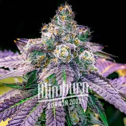 Fruity Pebbles feminisierte Samen von Blimburn Seeds