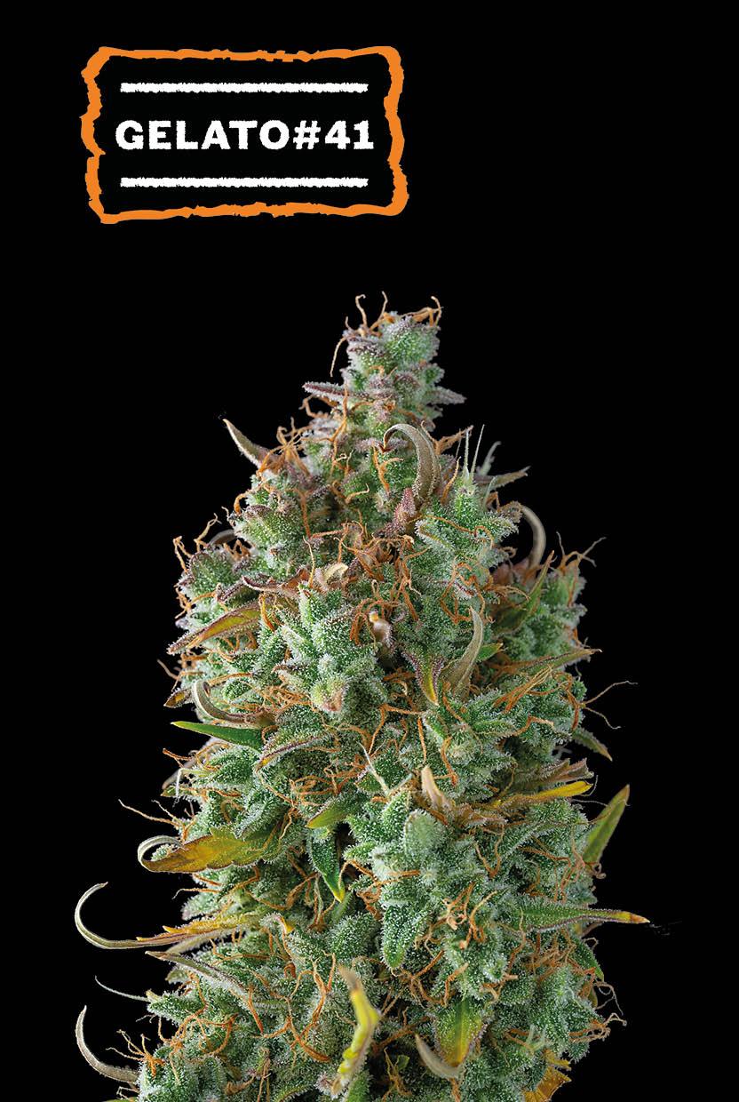 Seedstockers GELATO 41© AUTOFLOWER